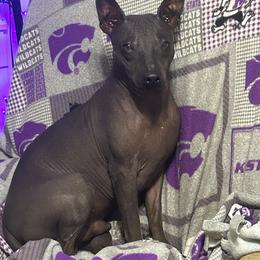 American Hairless Terrier All Grown Up from Bellridge American Hairless Terriers