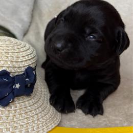 Cheyanne - Black female Labrador Retriever puppy in Grants Pass, Oregon from KnR Antler Dogs ~ Labrador Retrievers & Corgis