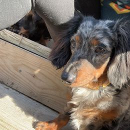 Sunny - Dachshund