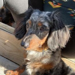 Sunny - Dachshund