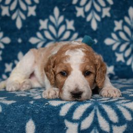 Female 3-Teal collar - Parti female Goldendoodle puppy in Macedon, New York from Toodles Goldendoodles