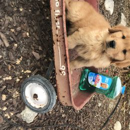 Australian Shepherd and Golden Retriever Puppies from Sterling Valleys Goldens and Aussies