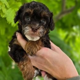 Saturn - Red tri-color male Aussiedoodle puppy in Prescott Valley, Arizona from Ramirez Family Doodles