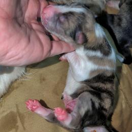 Cedar - Sable male Australian Shepherd puppy in Citra, Florida from AEW Farm