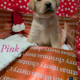Pink - Yellow female Labrador Retriever puppy in Parma, Idaho from Campbell Valley Labradors