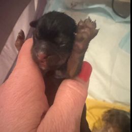 Laken - Black and tan female Yorkshire Terrier puppy in Florence, Kentucky from 4paws4ever by Design