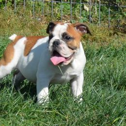 Girl 1 - female Bulldog puppy in Clarinda, Iowa from Stimson Bulldogs