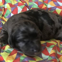 Lore - Black and tan Dachshund puppy in Great Bend, Pennsylvania from Dashing Doxies