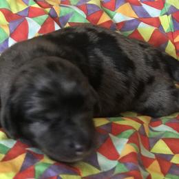Lore - Black and tan Dachshund puppy in Great Bend, Pennsylvania from Dashing Doxies