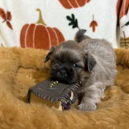Shih Tzu Puppies from Lavender Lane Tzus