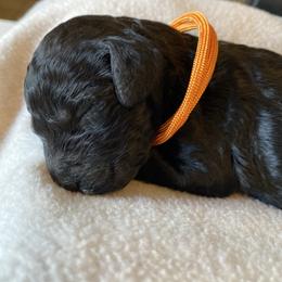 Kerchak - Black male Goldendoodle puppy in Zephyrhills, Florida from Just Tails Doodle