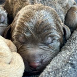 4th pick Female - Chocolate female Labrador Retriever puppy in Portland, Tennessee from Whiskey Ridge Retrievers