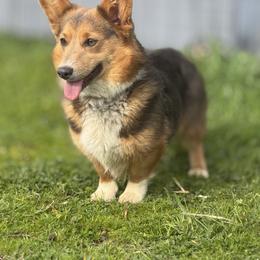 Carisma - Pembroke Welsh Corgi