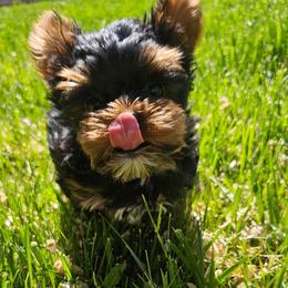 Rori - Black and tan male Yorkshire Terrier puppy in Moses Lake, Washington from Harmony Hills Yorkies