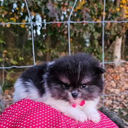 Baylor - Tri-colored male Pomeranian puppy in Utica, Ohio from Poodle Me Crazy