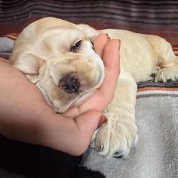 Big buff boy - Buff male Cocker Spaniel puppy in Gate City, Virginia from Top Notch Cocker Spaniels