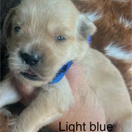 Light blue collar - Golden male Golden Retriever puppy in Jesup, Georgia from Painted Platinum Retrievers (Painted Platinum Kennel) PPK