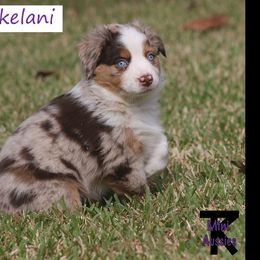 Australian Shepherd, Miniature American Shepherd, Miniature Australian Shepherd, and Toy Australian Shepherd Puppies from TK Standard, Mini, & Toy Aussies