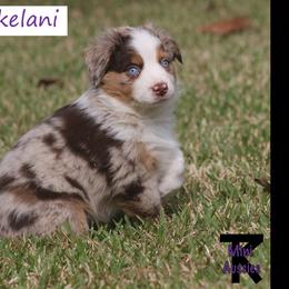 Australian Shepherd, Miniature American Shepherd, Miniature Australian Shepherd, and Toy Australian Shepherd Puppies from TK Standard, Mini, & Toy Aussies
