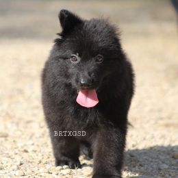 Roxy - German Shepherd puppy in Lockhart, Texas from Big Red Texas German Shepherds Ranch