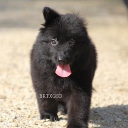 Roxy - German Shepherd puppy in Lockhart, Texas from Big Red Texas German Shepherds Ranch