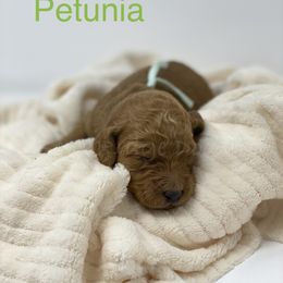 Goldendoodle Puppies from Bear Ridge Doodles