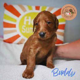 Goldendoodle Puppies from Poppy Doodle Farms