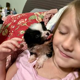 German Shepherd and Miniature American Shepherd Puppies from Bouchard’s Best Shepherds
