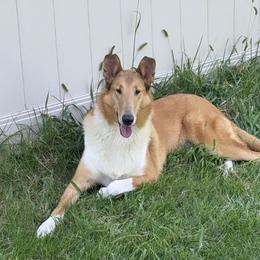Kitty - Collie