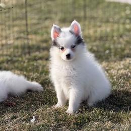Speckle - White female Pomsky puppy in Clarkston, Utah from Red Rock Ranch Breeders