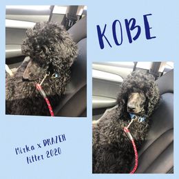 Poodle Puppies from Ocala Standard Poodles