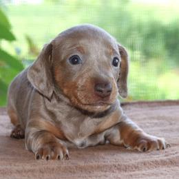 Puppy B AKC Purebred DNA Tested Parents Family Raised - Fawn (isabella) and tan female Dachshund puppy in Haines City, Florida from Divine Poodle Paradise Standard Poodles & Divine Dachshunds