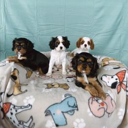 Cavalier King Charles Spaniel Puppies from Veach Cavaliers & Farm