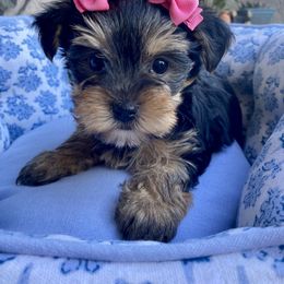 Shih Tzu and Yorkshire Terrier Puppies from For the Luv of Pups
