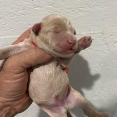 Stone - Cream male Whoodle puppy in Pima, Arizona from Schmidt's K9s