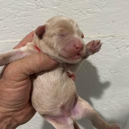 Stone - Cream male Whoodle puppy in Pima, Arizona from Schmidt's K9s