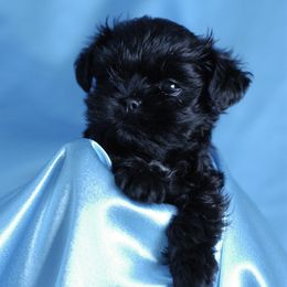 Affenpinscher and Lagotto Romagnolo Puppies from Skyfall and Morena