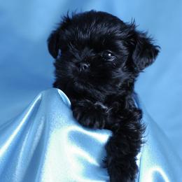 Affenpinscher and Lagotto Romagnolo Puppies from Skyfall and Morena