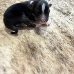 BANDIT - Black tri-color male Australian Shepherd puppy in Pendleton, Oregon from High West Aussies