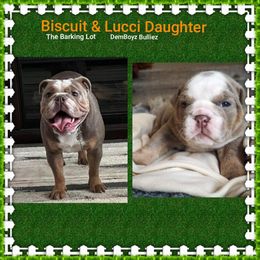 Bulldog Puppies from The Barking Lot