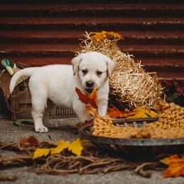 Labrador Retriever Puppies from Prince Labradors