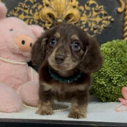 Girl 1 - Chocolate and cream female Dachshund puppy in Collins, Georgia from Liberty Longhair Dachshunds