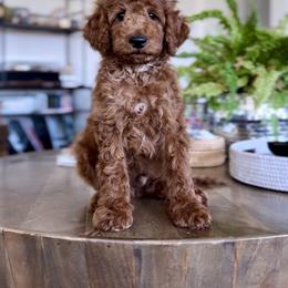 Rex - Red  male Goldendoodle puppy in St George, Utah from Doodle Bears of Southern Utah