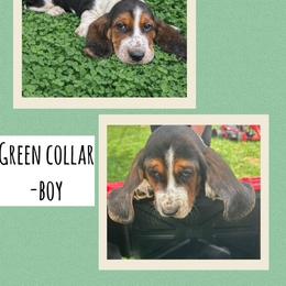 Basset Hound Puppies from Jen's Bassets
