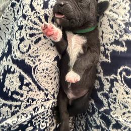 Bambino - Blue male Bedlington Terrier puppy in San Jose, California from Barbos Heart