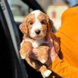 Lux - Red  male Goldendoodle puppy in Wharton, Texas from Little Fur Friends