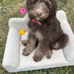 Bernedoodle, Goldendoodle, and Poodle Puppies from Poodle and Doodle Haven