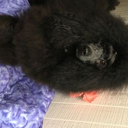 Bentley - Poodle