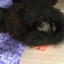 Bentley - Poodle