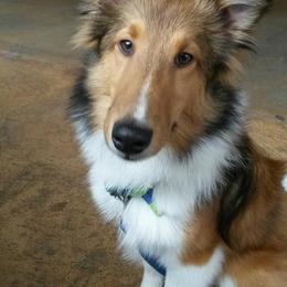 Shetland Sheepdogs from Milady’s Shelties East Texas